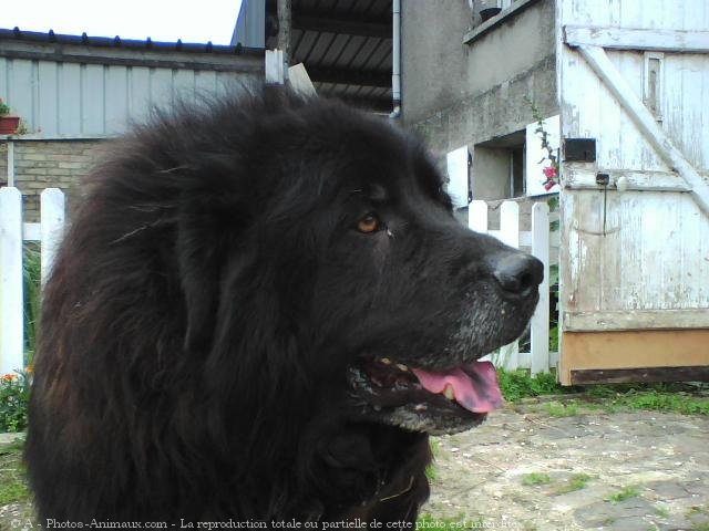 Photo de Chien de terre-neuve