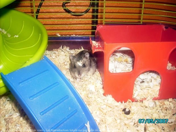 Photo de Hamster