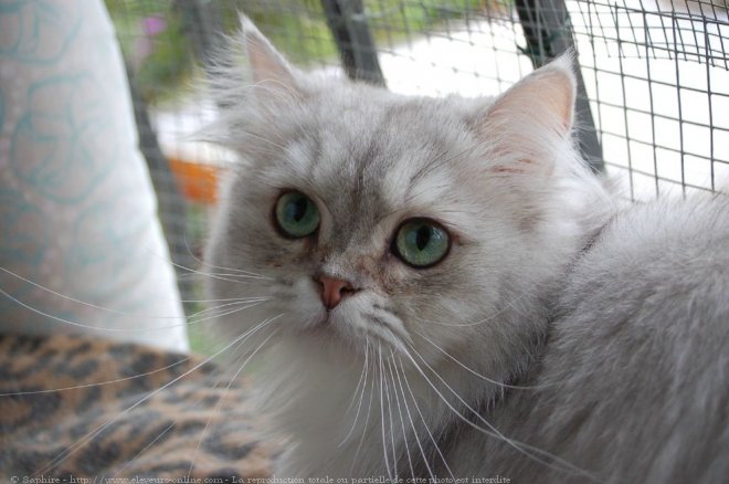 Photo de British longhair