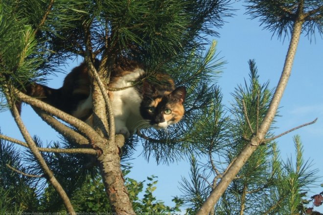 Photo de Chat domestique