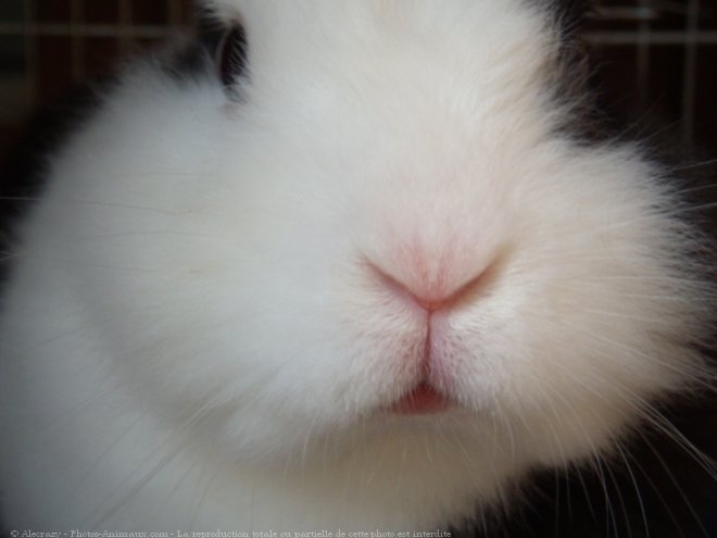 Photo de Lapin