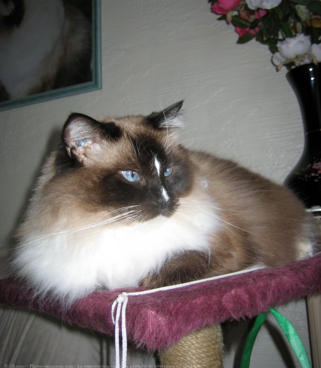 Photo de Ragdoll