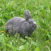 Photo de Lapin