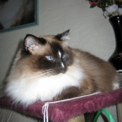 Photo de Ragdoll