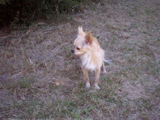 Photo de Chihuahua  poil long