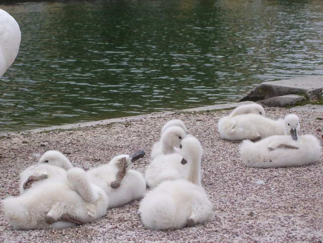 Photo de Cygne