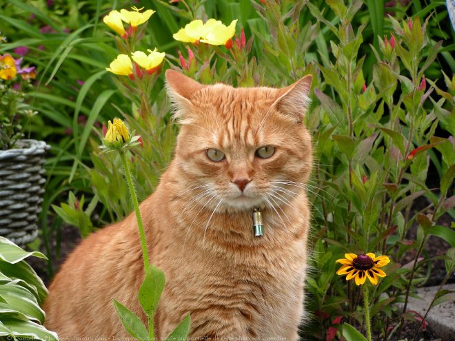 Photo de Chat domestique