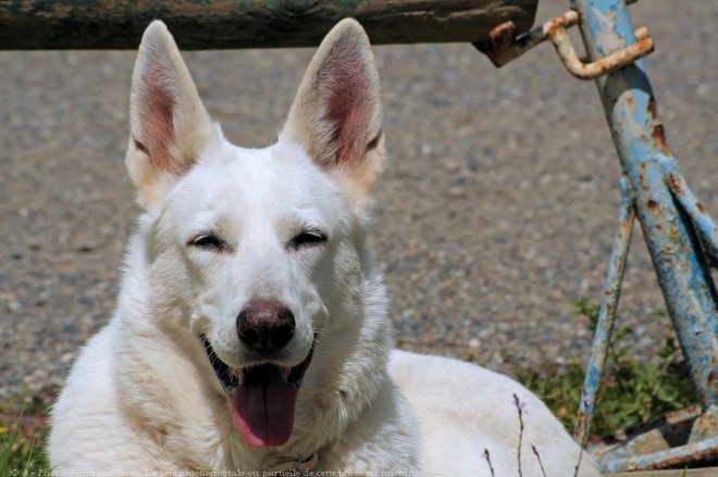 Photo de Berger blanc suisse