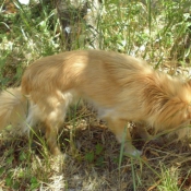 Photo de Chihuahua  poil long