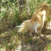 Photo de Chihuahua  poil long