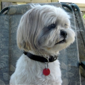 Photo de Shih tzu