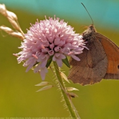 Photo de Papillon