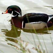 Photo de Canard