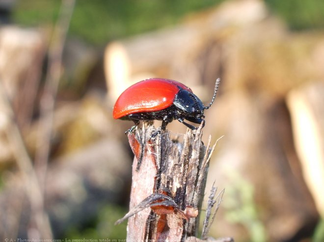 Photo de Coccinelle