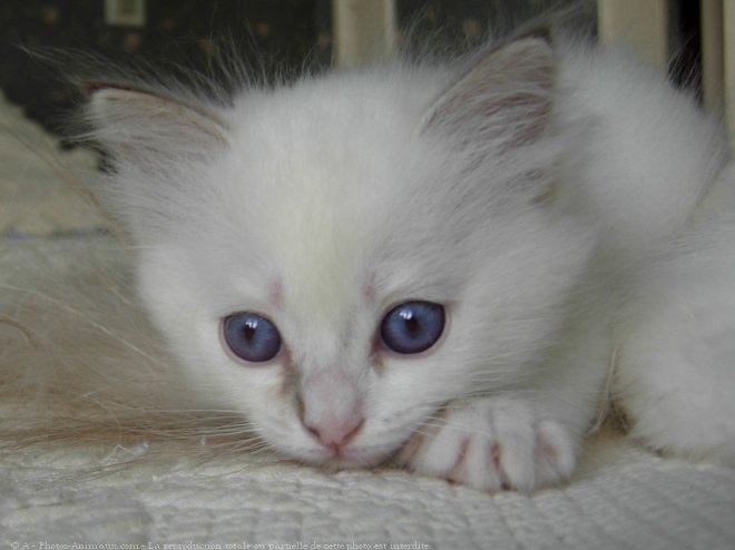 Photo de Ragdoll