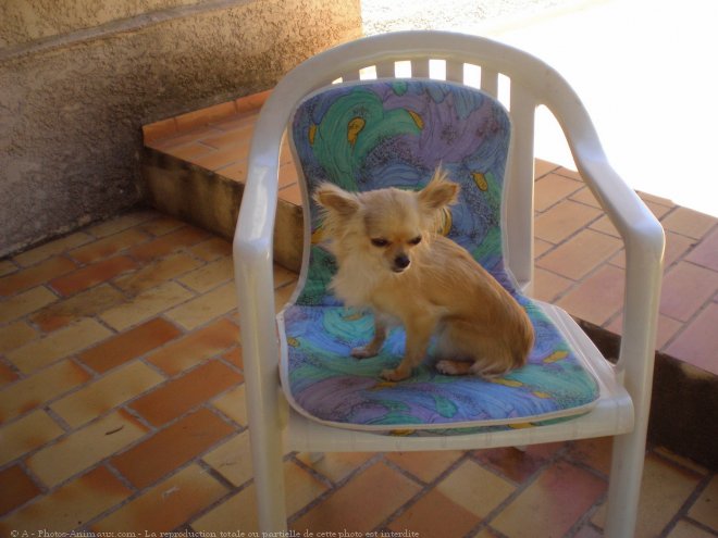 Photo de Chihuahua  poil long