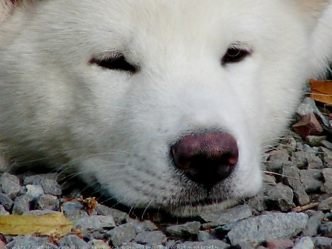 Photo d'Akita inu