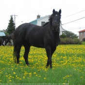 Photo de Canadien