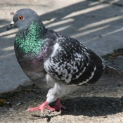 Photo de Pigeon