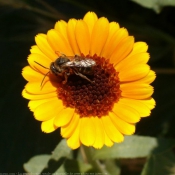 Photo d'Abeille