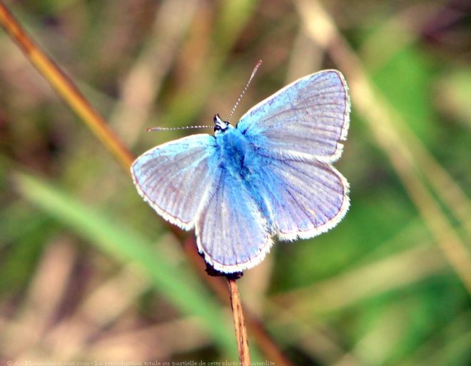 Photo de Papillon