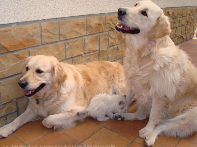 Photo de Golden retriever