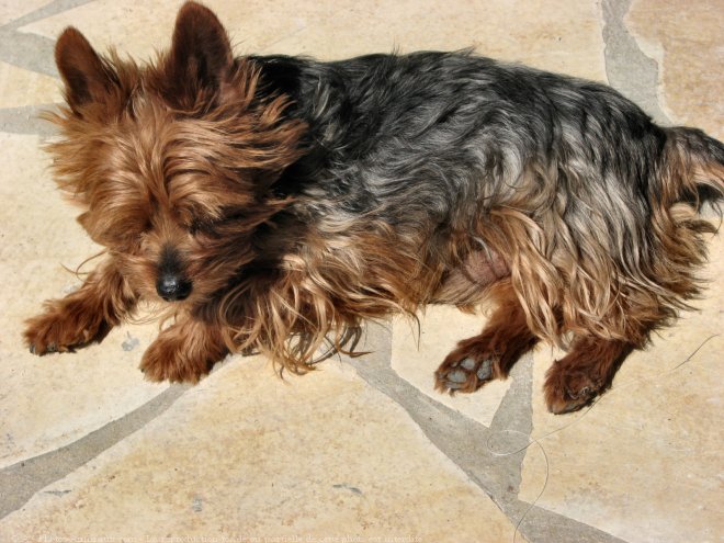 Photo de Yorkshire terrier