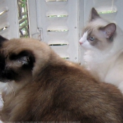 Photo de Ragdoll