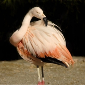 Photo de Flamand rose