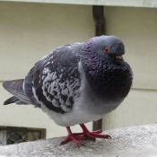 Photo de Pigeon