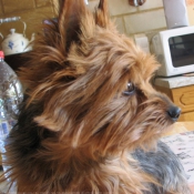 Photo de Yorkshire terrier