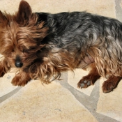 Photo de Yorkshire terrier