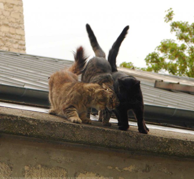 Photo de Chat domestique