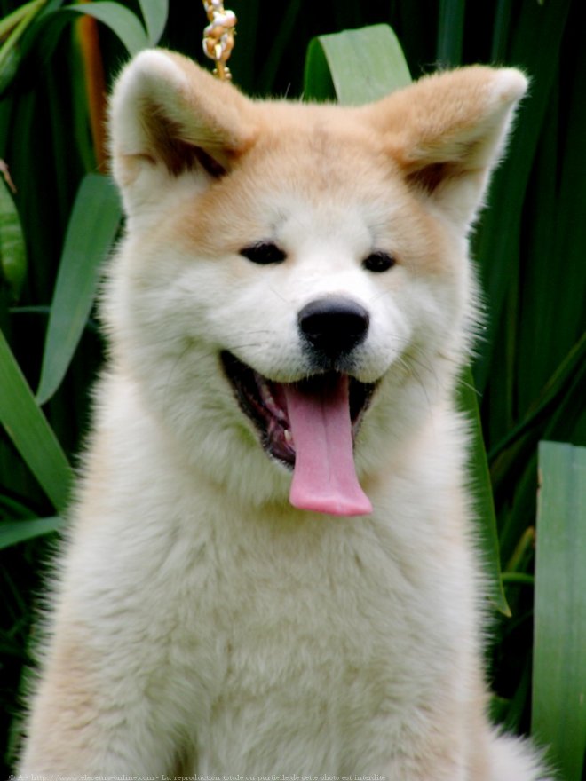 Photo d'Akita inu