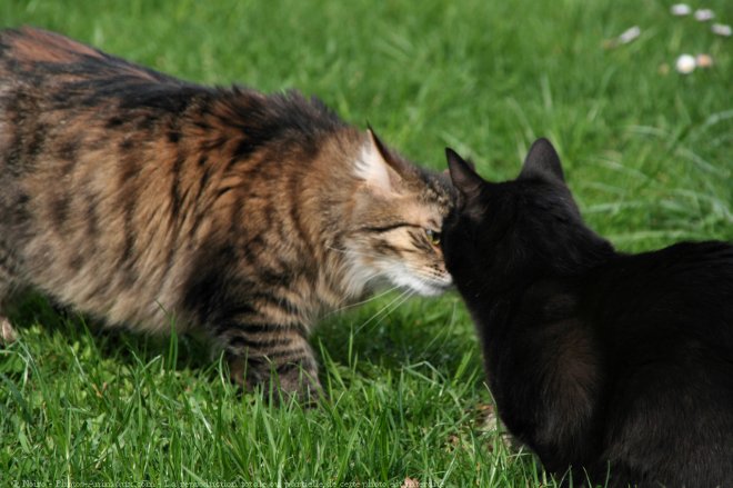 Photo de Races diffrentes