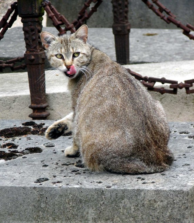 Photo de Chat domestique