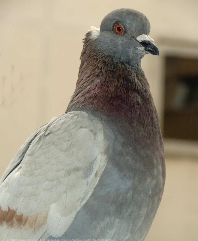 Photo de Pigeon