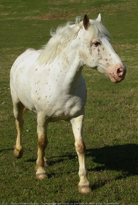 Photo d'Appaloosa