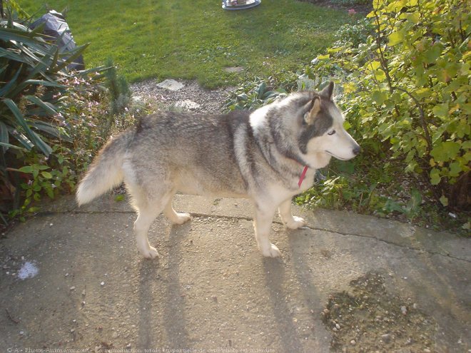 Photo de Husky siberien