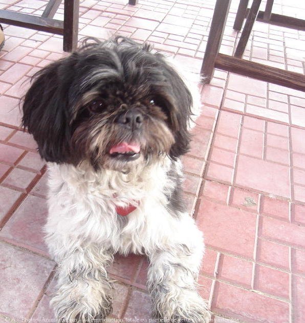 Photo de Shih tzu