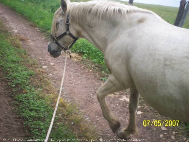 Photo de Camargue