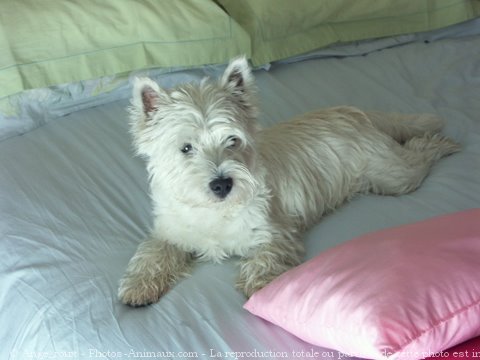 Photo de West highland white terrier