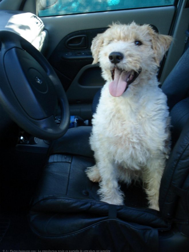 Photo de Fox terrier  poil dur