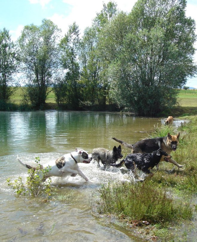 Photo de Races diffrentes