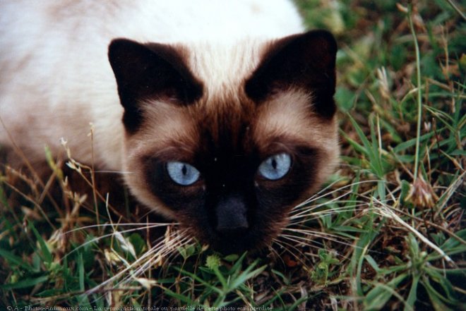 Photo de Chat domestique