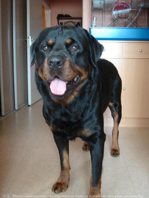 Photo de Rottweiler