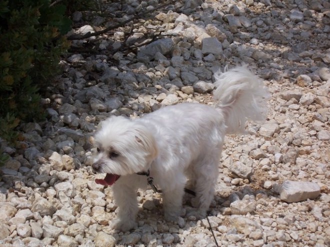 Photo de Bichon maltais