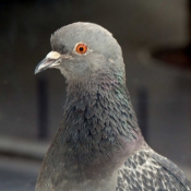 Photo de Pigeon