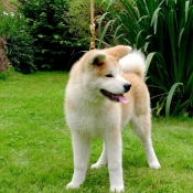 Photo d'Akita inu