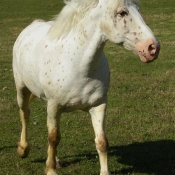 Photo d'Appaloosa